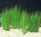 Hairgrass Mini Dwarf Potted