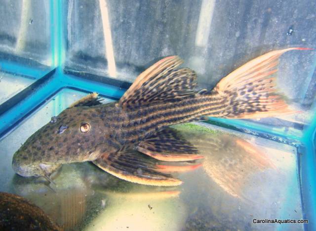 Pleco - Scarlet Cactus L-025 3-4in.
