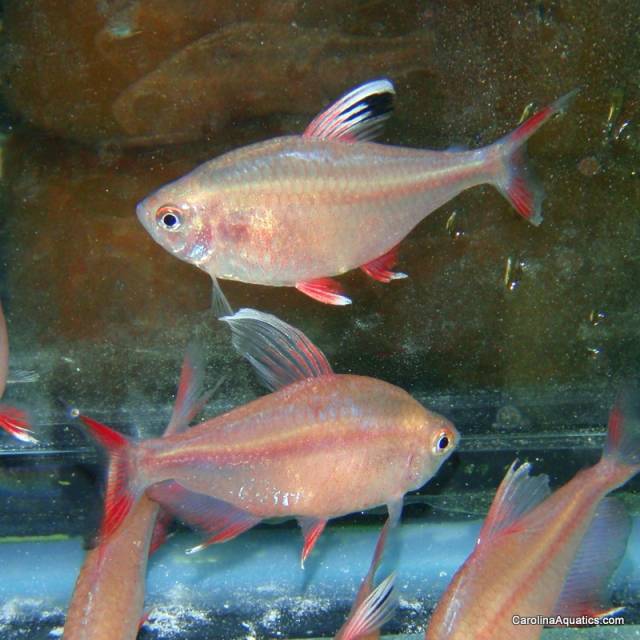 Tetra - Candy Cane HY511
