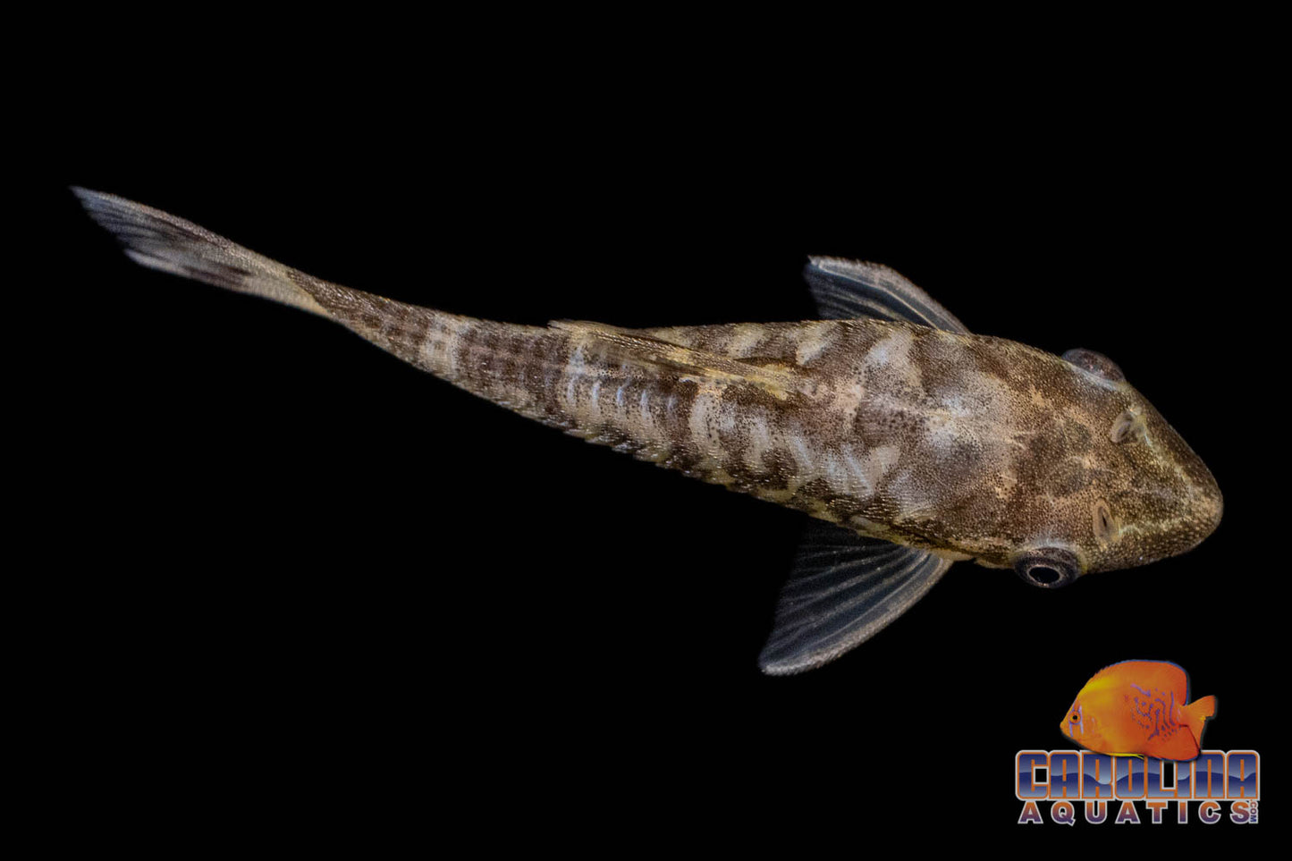 Catfish - Otocinclus Zebra