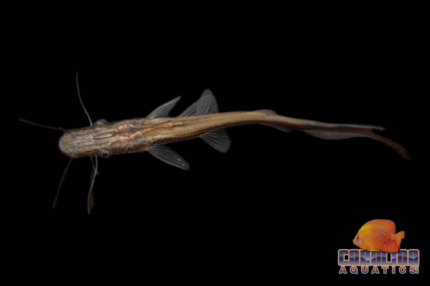 Catfish - Shovelnose Lima Med