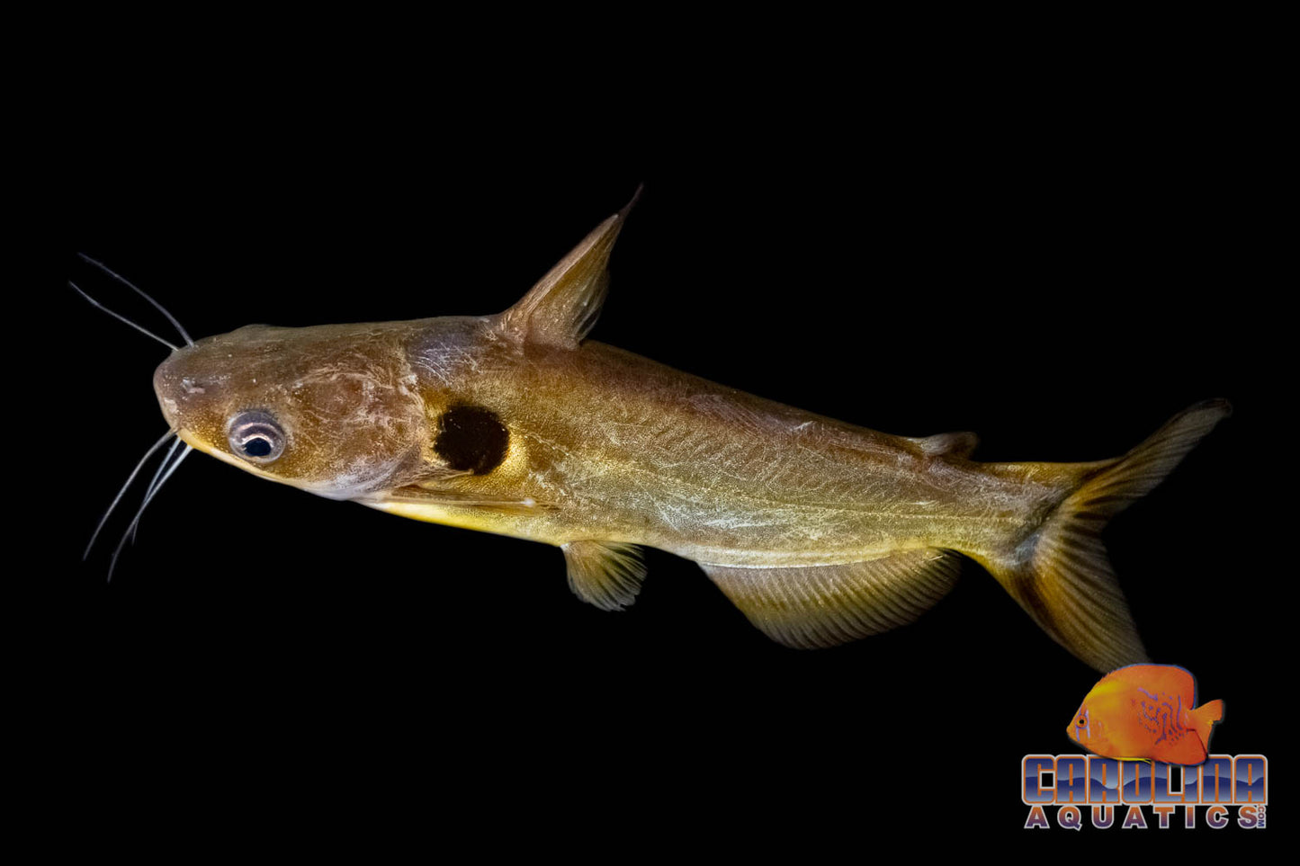 Catfish - Sun 2-2.5in.