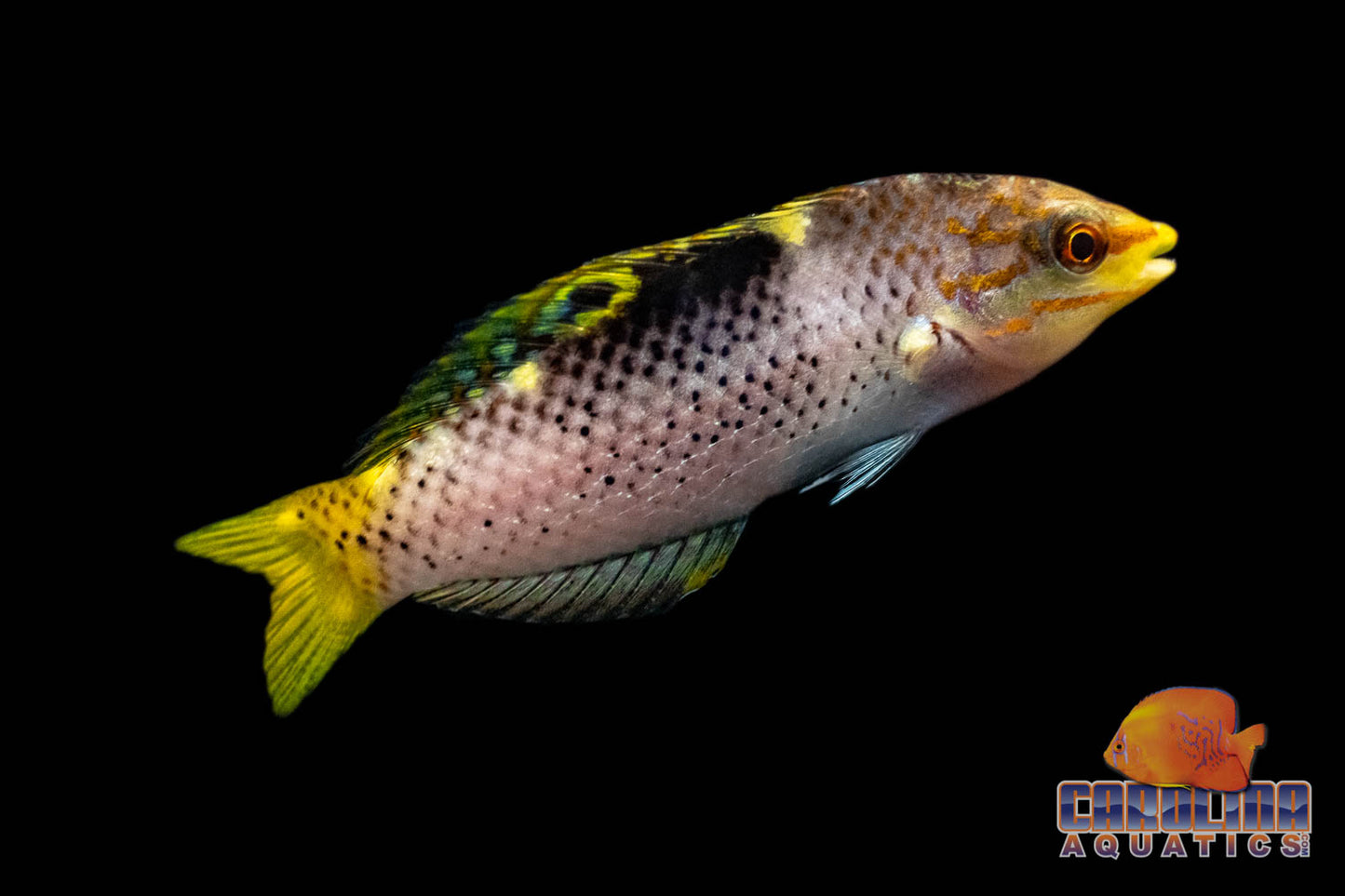 Wrasse - Checkerboard