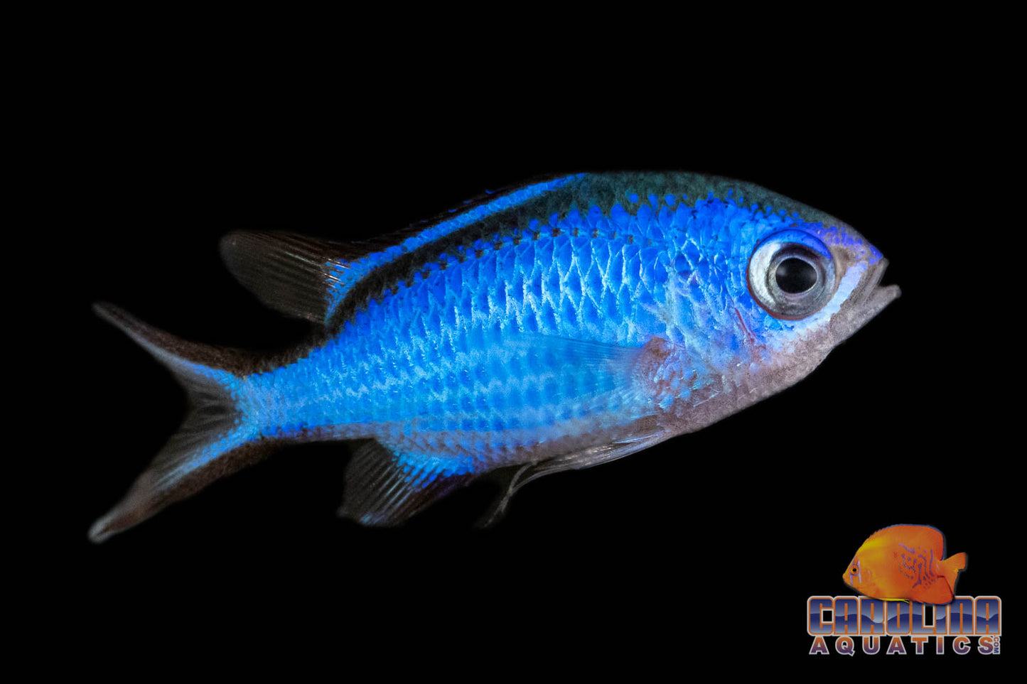 Chromis - Blue Reef