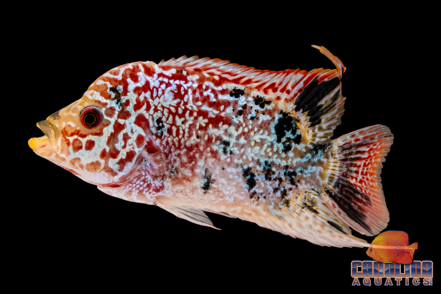 Cichlid - Flowerhorn Red Golden Base 3.5-4in