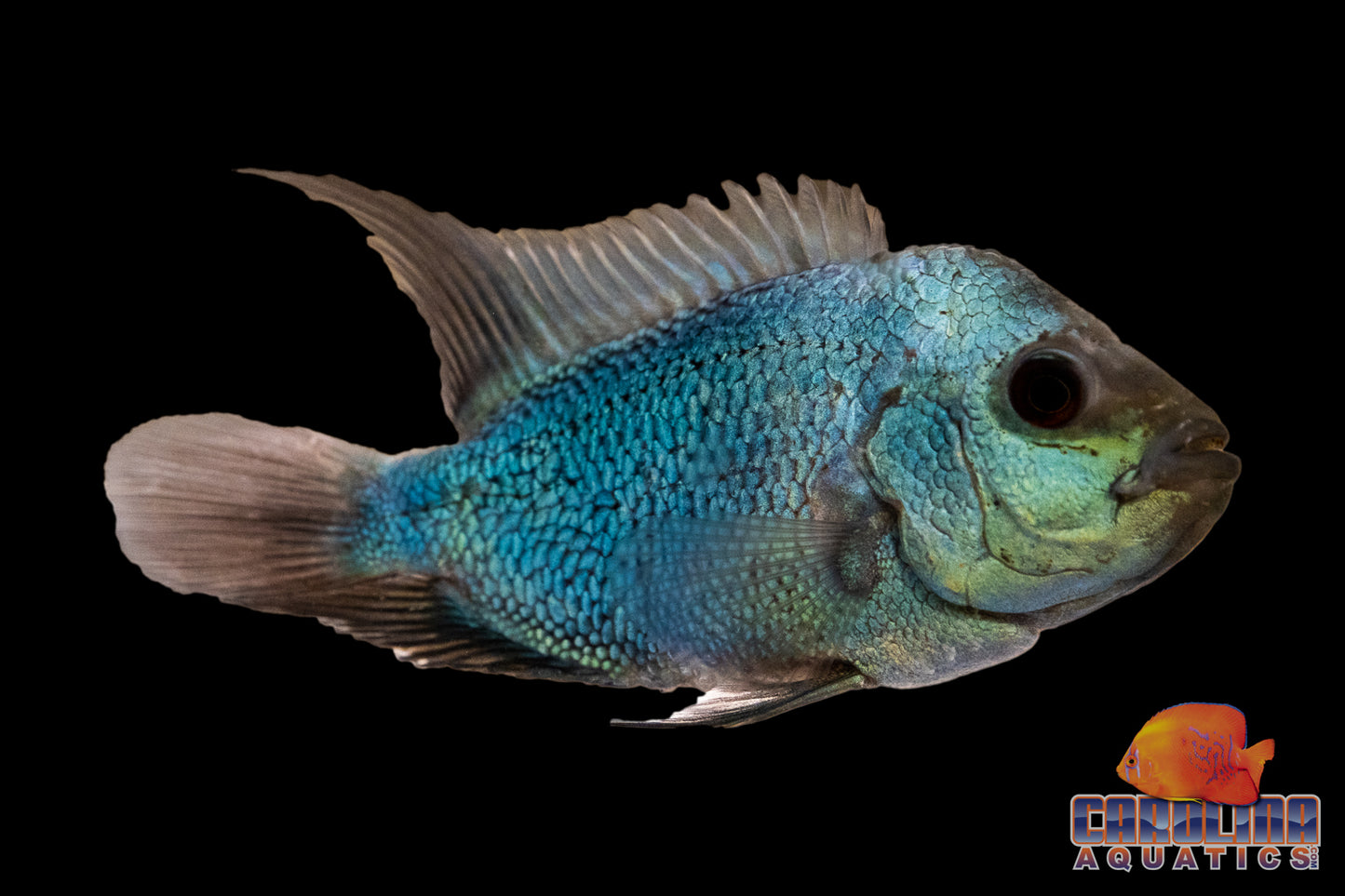 Cichlid - Flowerhorn Thai Silk 3-3.5in.