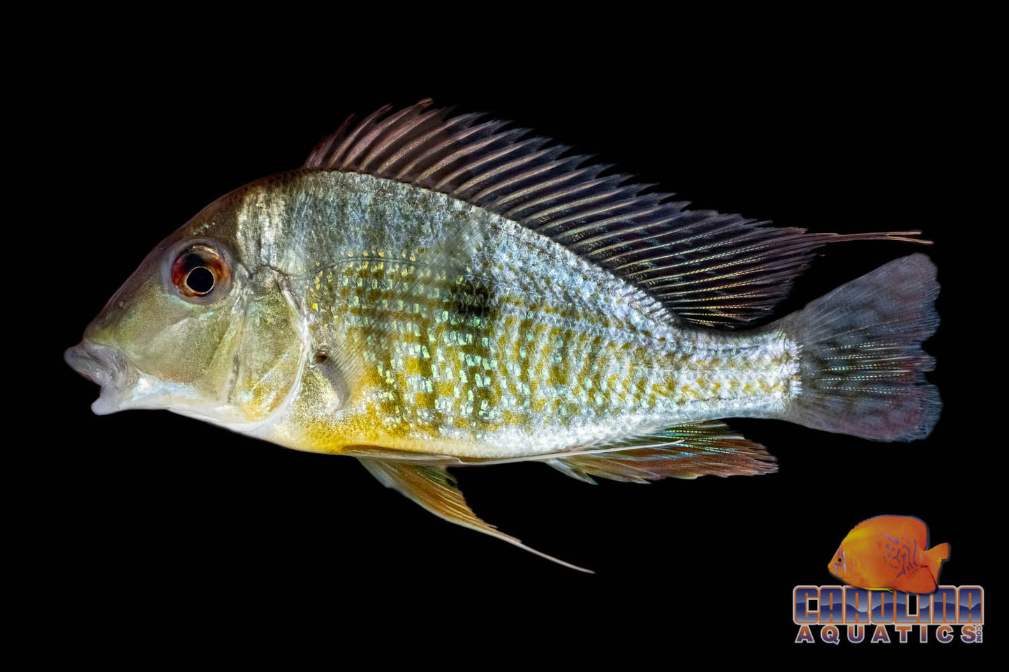Cichlid - Eartheater Gold Rio Caqueta M/L
