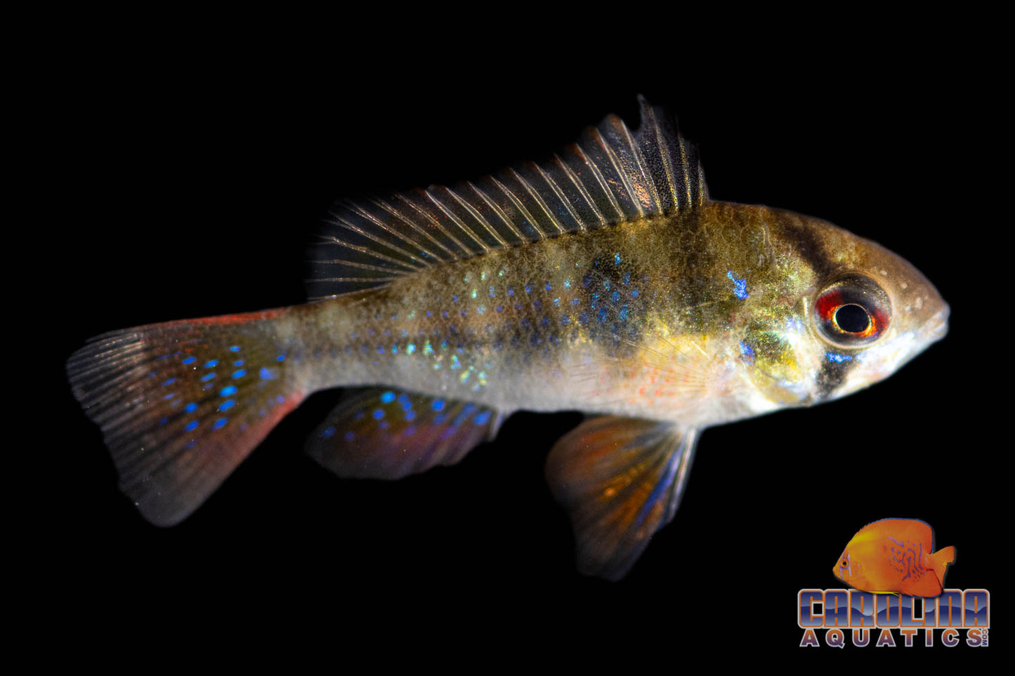 Cichlid - Ram German Sml