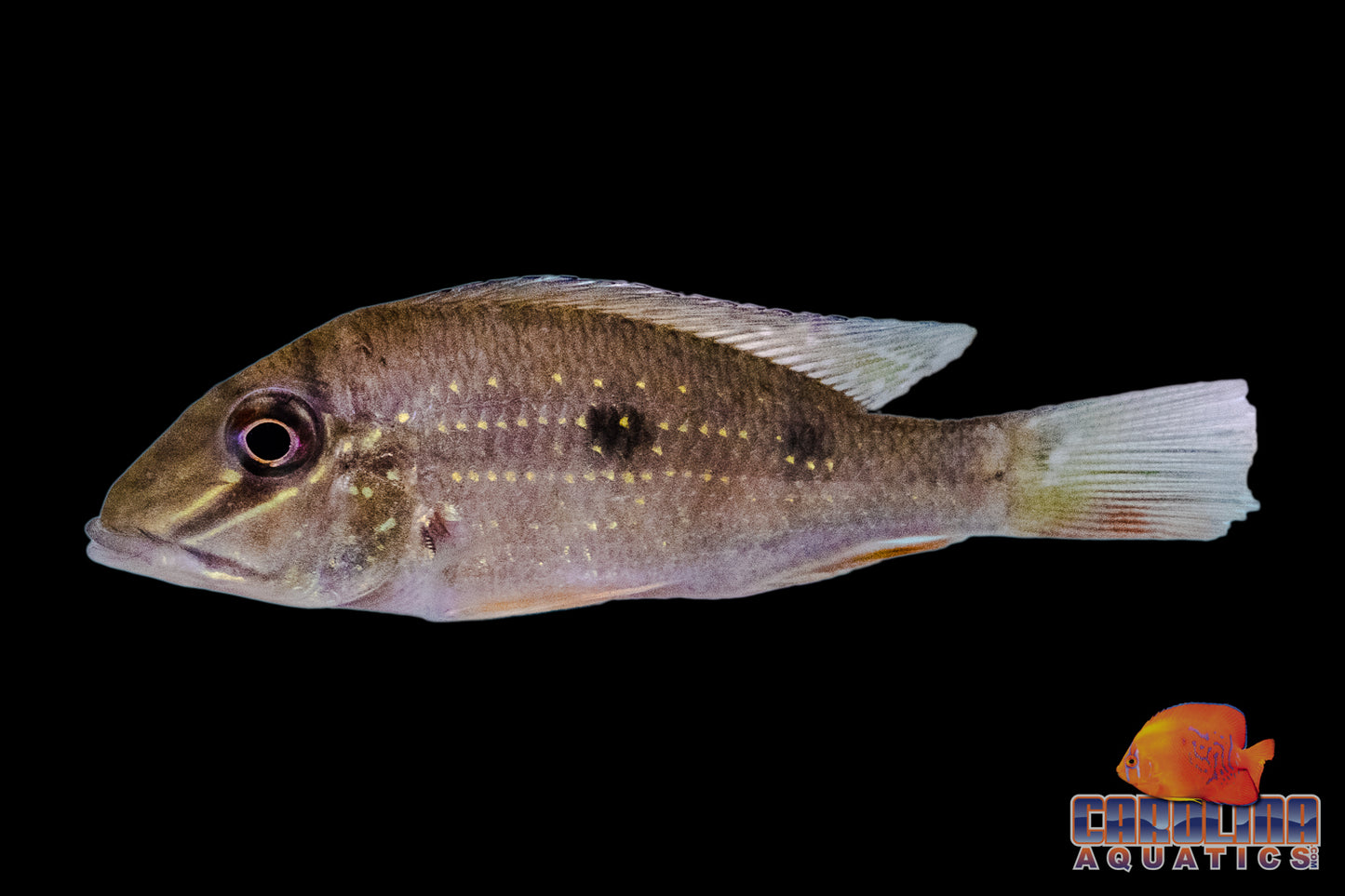 Cichlid - Eartheater Three Spot (Daemon) ML