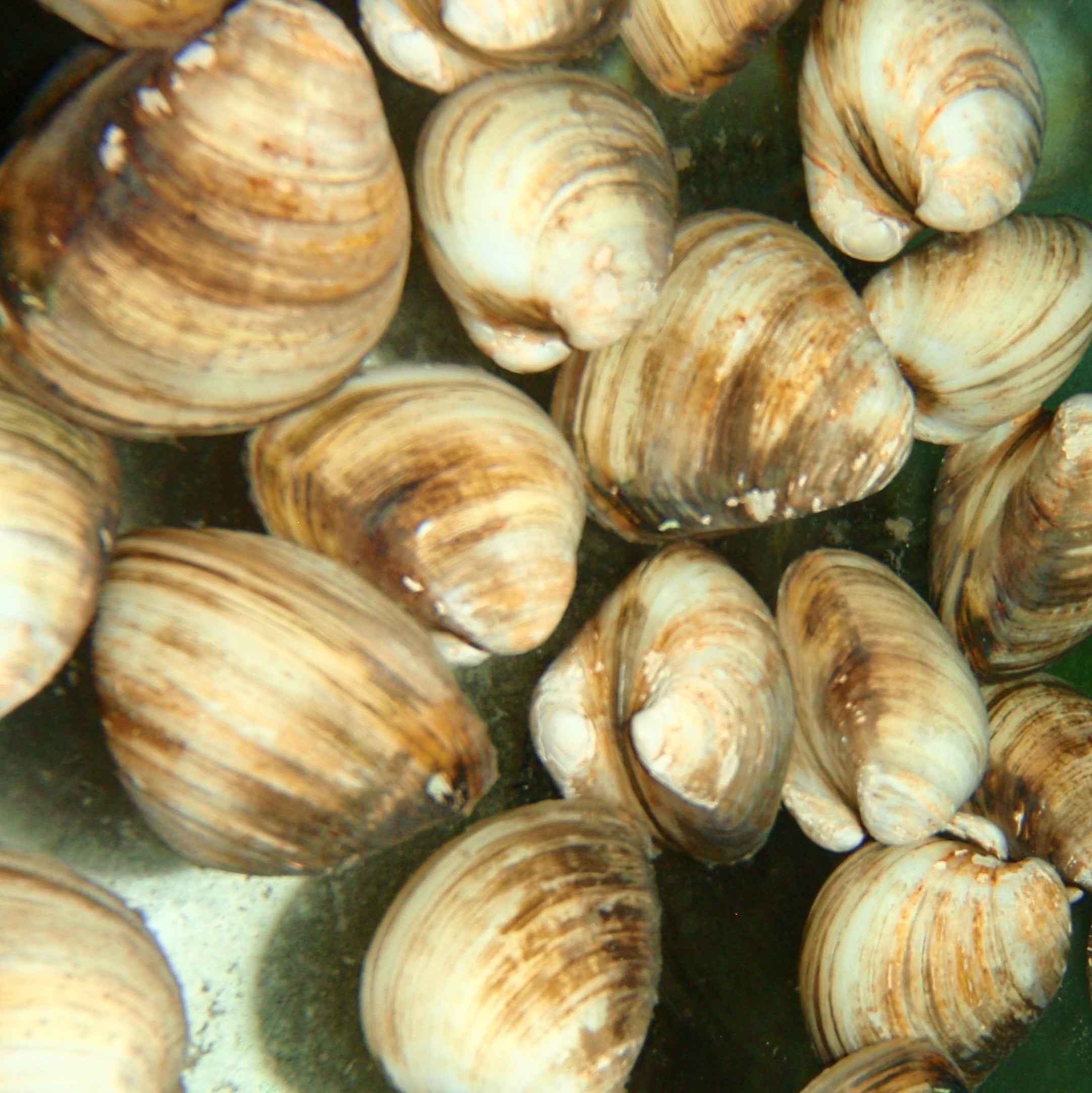 Invert - Clam Freshwater – Carolina Aquatics