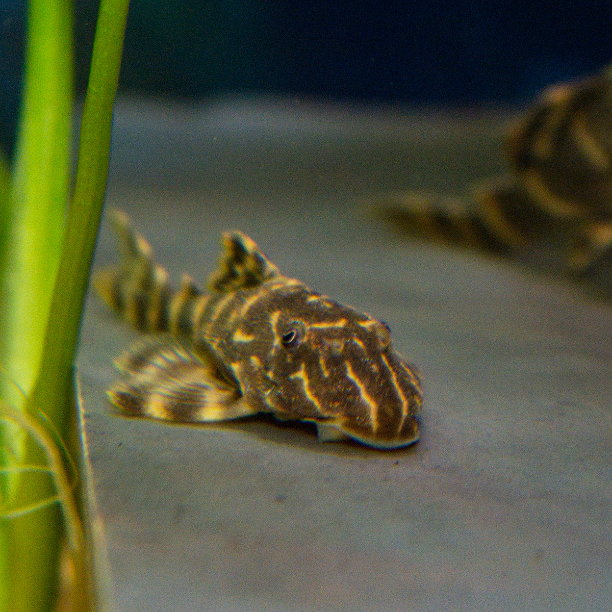 Pleco - Clown