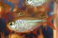 Tetra - Colombian Red/Blue