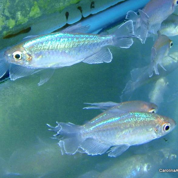 Tetra - Congo Male XL