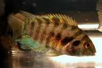 Cichlid - Convict Black Med