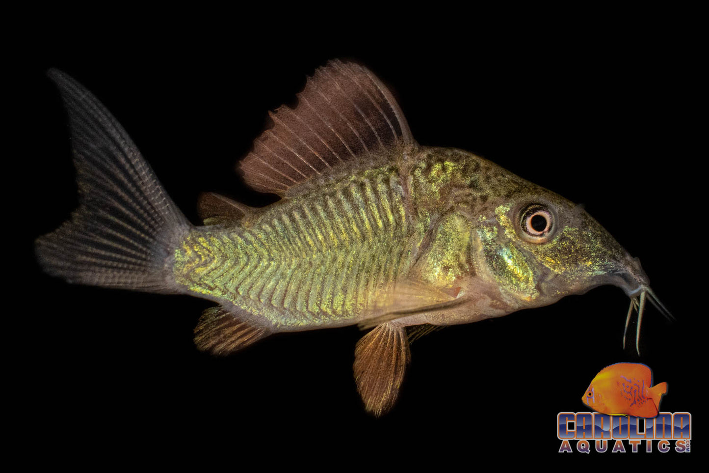 Cory - Emerald Brochis Lg