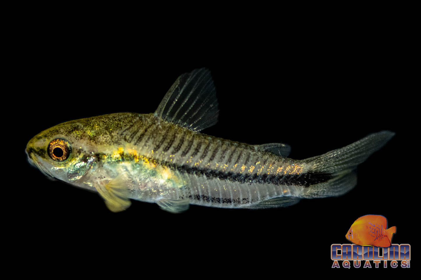 Cory - Pygmy T.R.