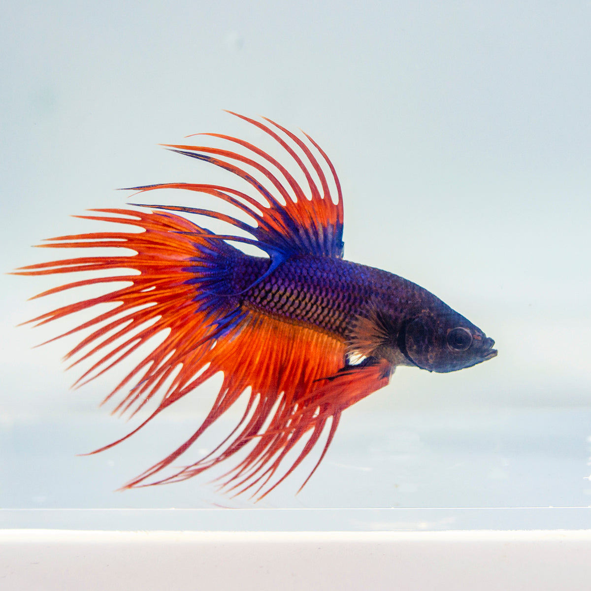 Crowntail Betta Buy Betta Fish In Bulk Popular Black Crowntail