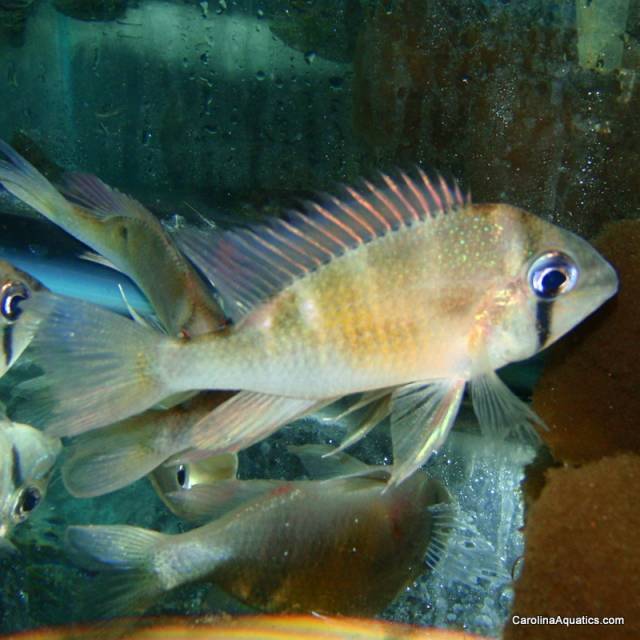 Cichlid - Cupid Red Face Itaya Med