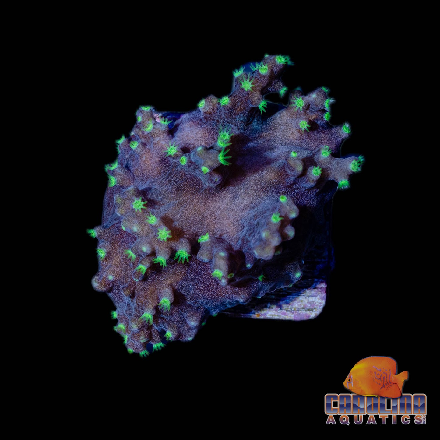 Frag - Neon Polyp Encrusting Sinularia Leather