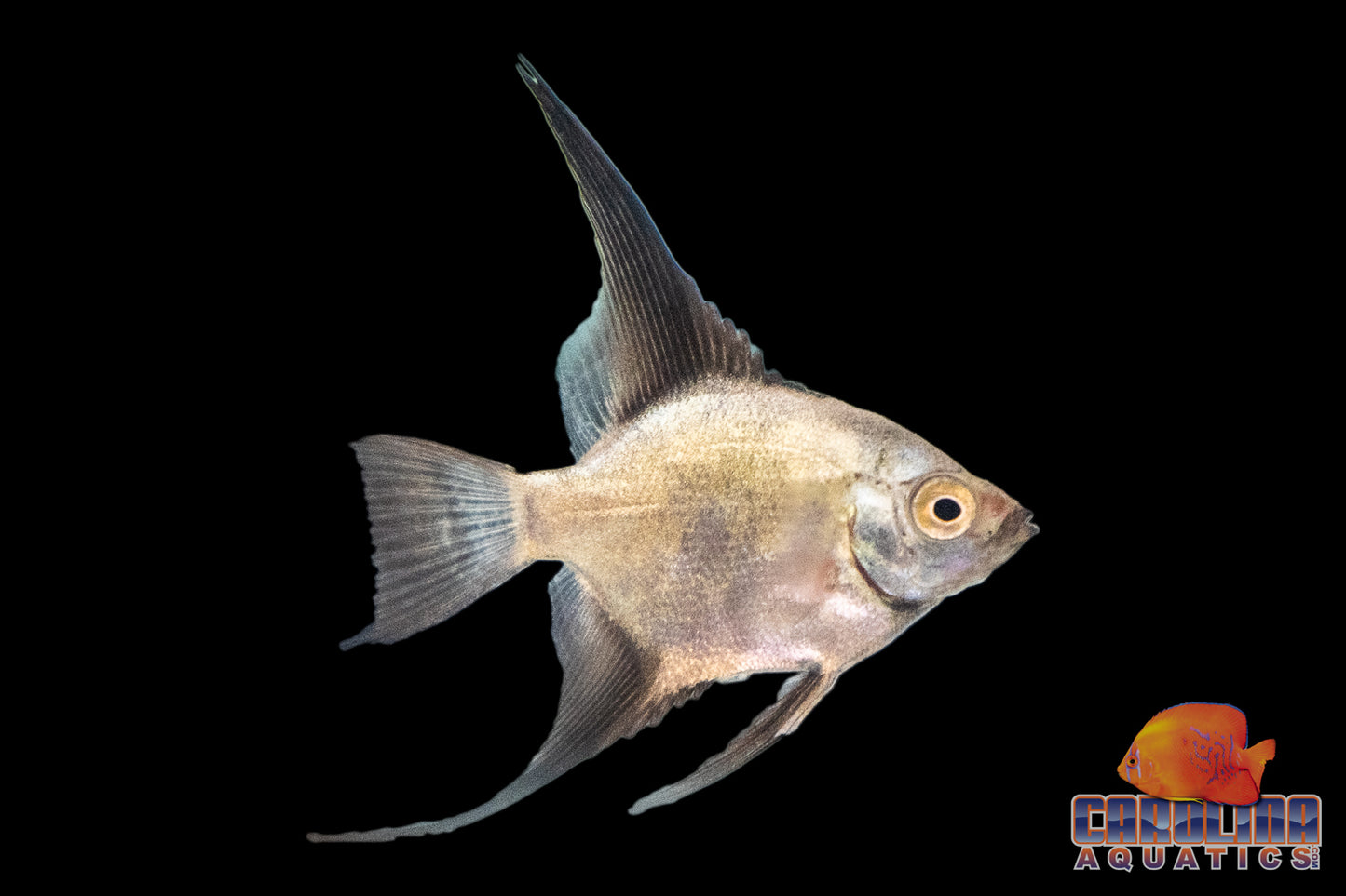 Angel - Bulgarian Seal Point (BSP) Med