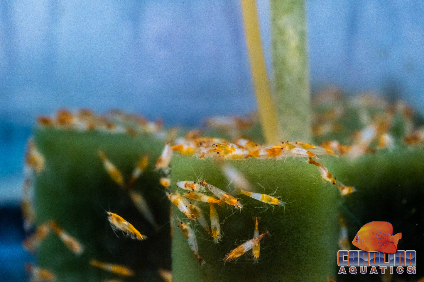 Invert - Shrimp Rili Orange