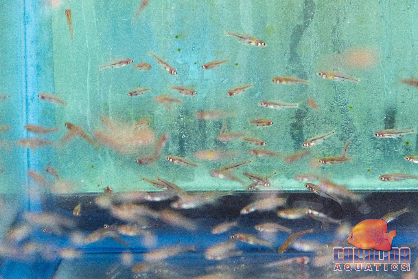 Rasbora - Rasbora Chili