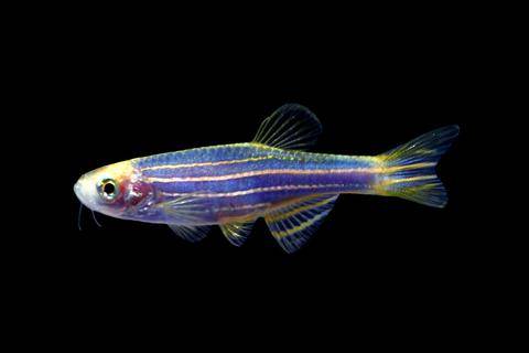 GloFish® - Danio Cosmic Blue