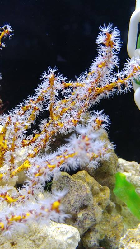 Gorgonian - Deepwater Yellow