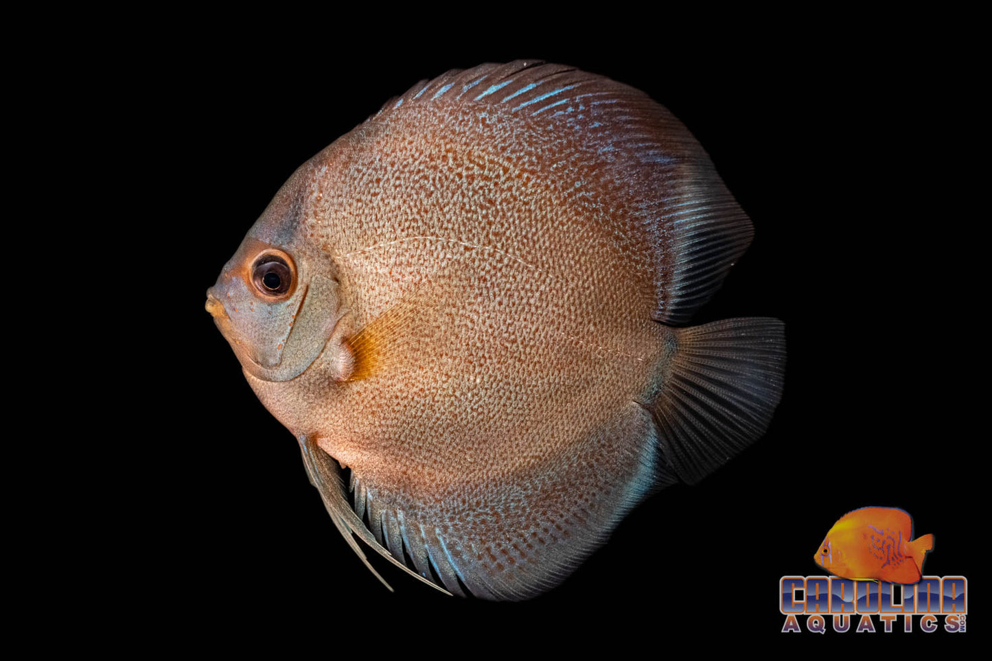 Discus - Premium Asst 3.5-4in