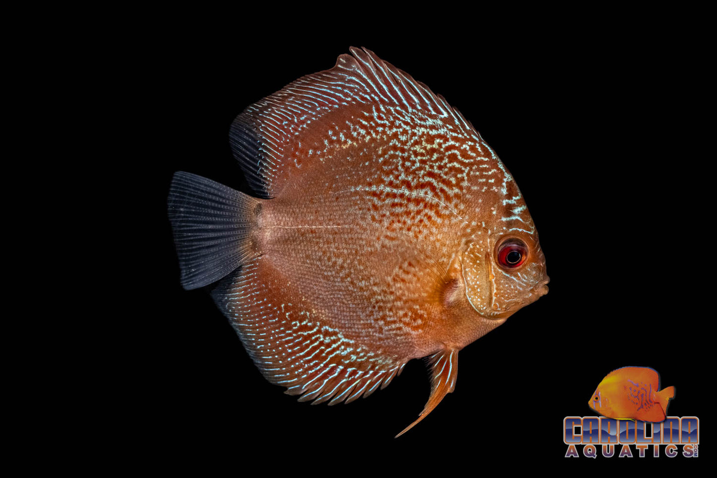 Discus - Premium Asst. 4-4.5in.