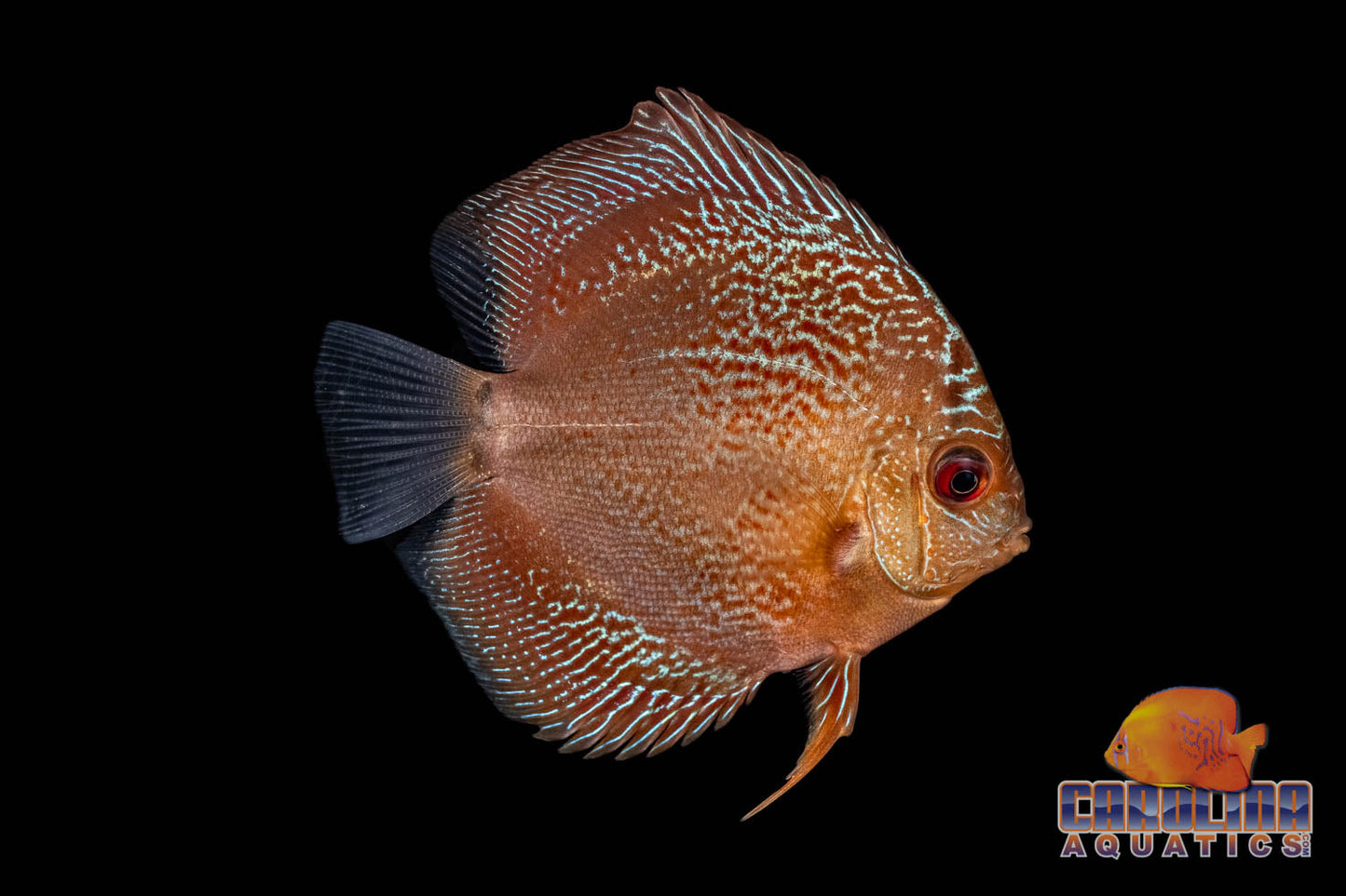Discus - Premium Asst 3.5-4in