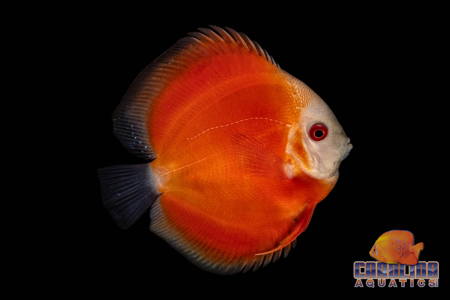 Discus - Premium Asst 3.5-4in