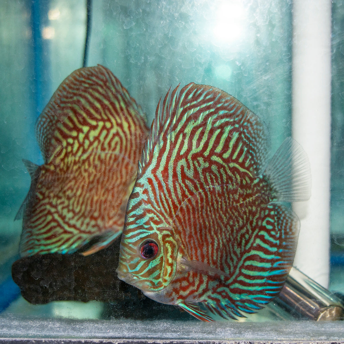 Discus - Turquoise Red 3in.
