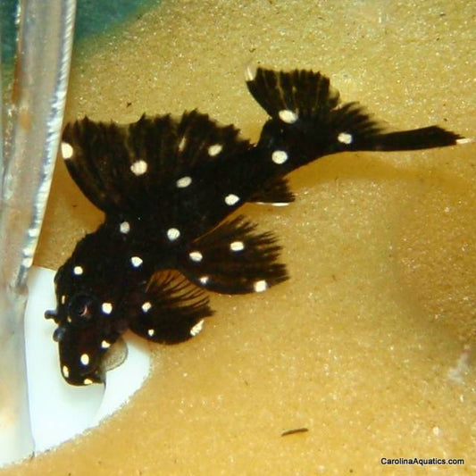 Pleco - Dracula L-240a XL