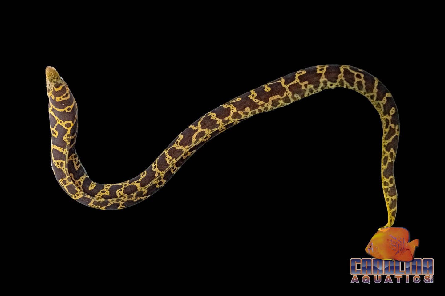 Eel - Moray Chainlink