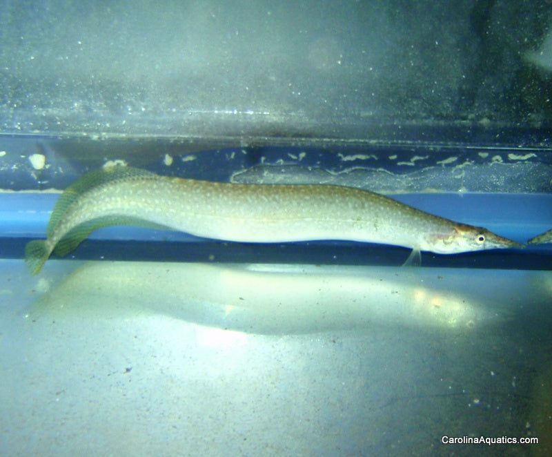Misc - Eel Indian Yellowtail 3.5-4.5in