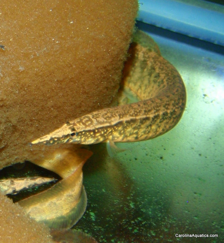 Misc - Eel Zig Zag Lg