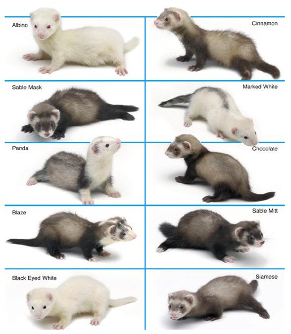 Ferrets - Marshall Farm
