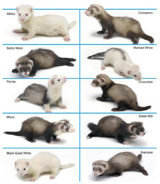 Ferrets - Marshall Farm