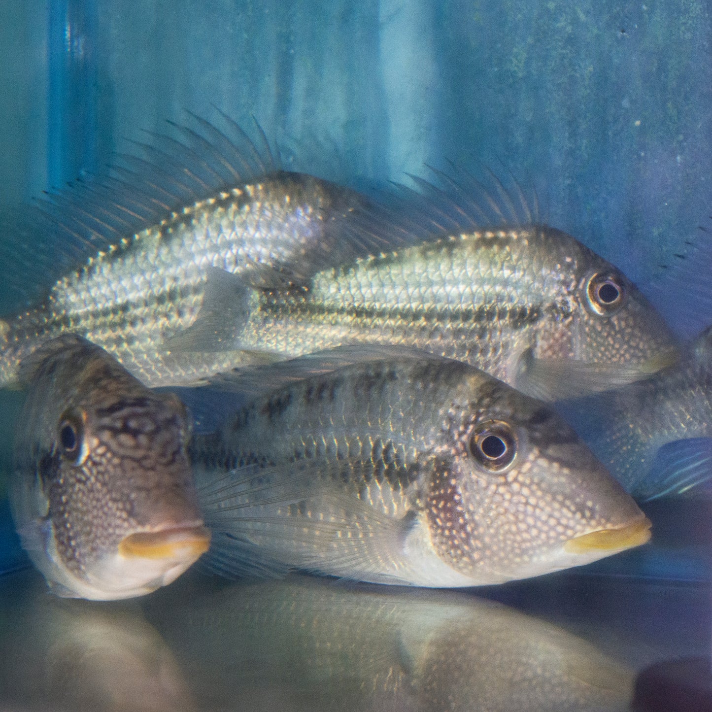Cichlid - Fine Spotted Eartheater Sml
