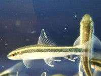 Shark - Flying Fox 1.5-2in