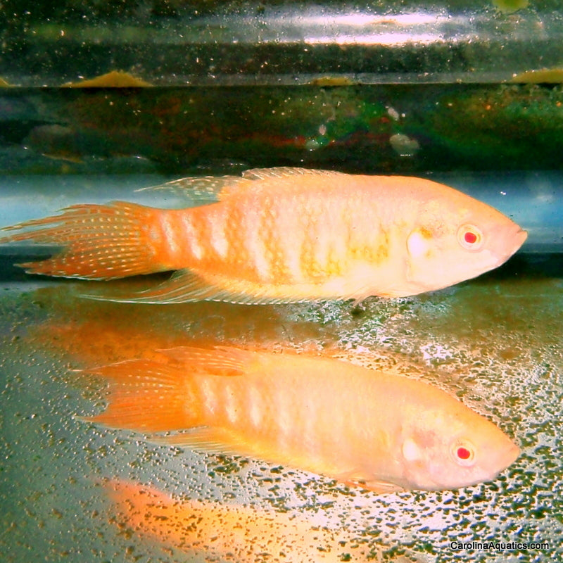Gourami - Paradise Albino Male M/L