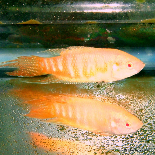 Gourami - Paradise Albino Male M/L