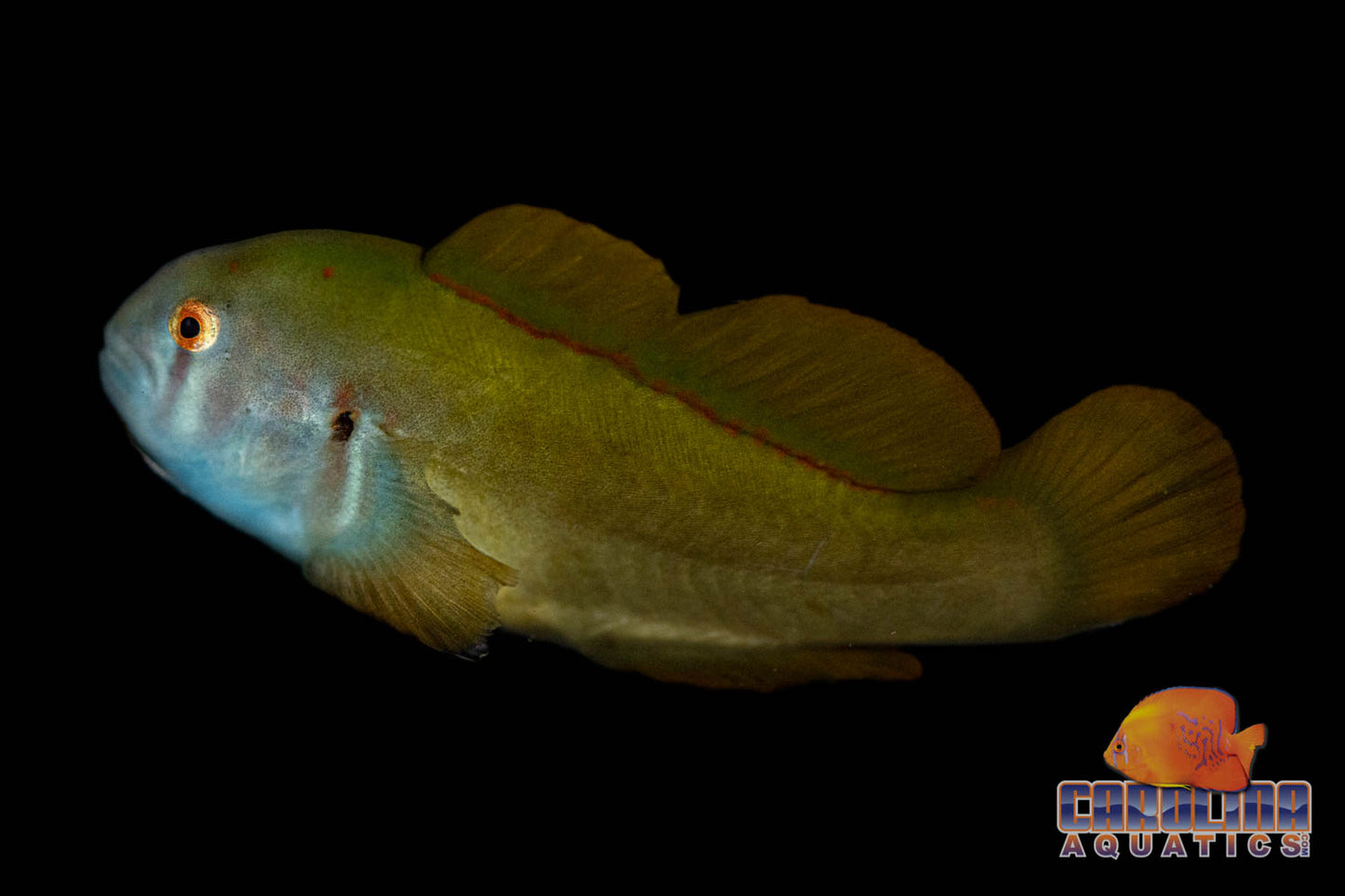 Goby - Clown Green