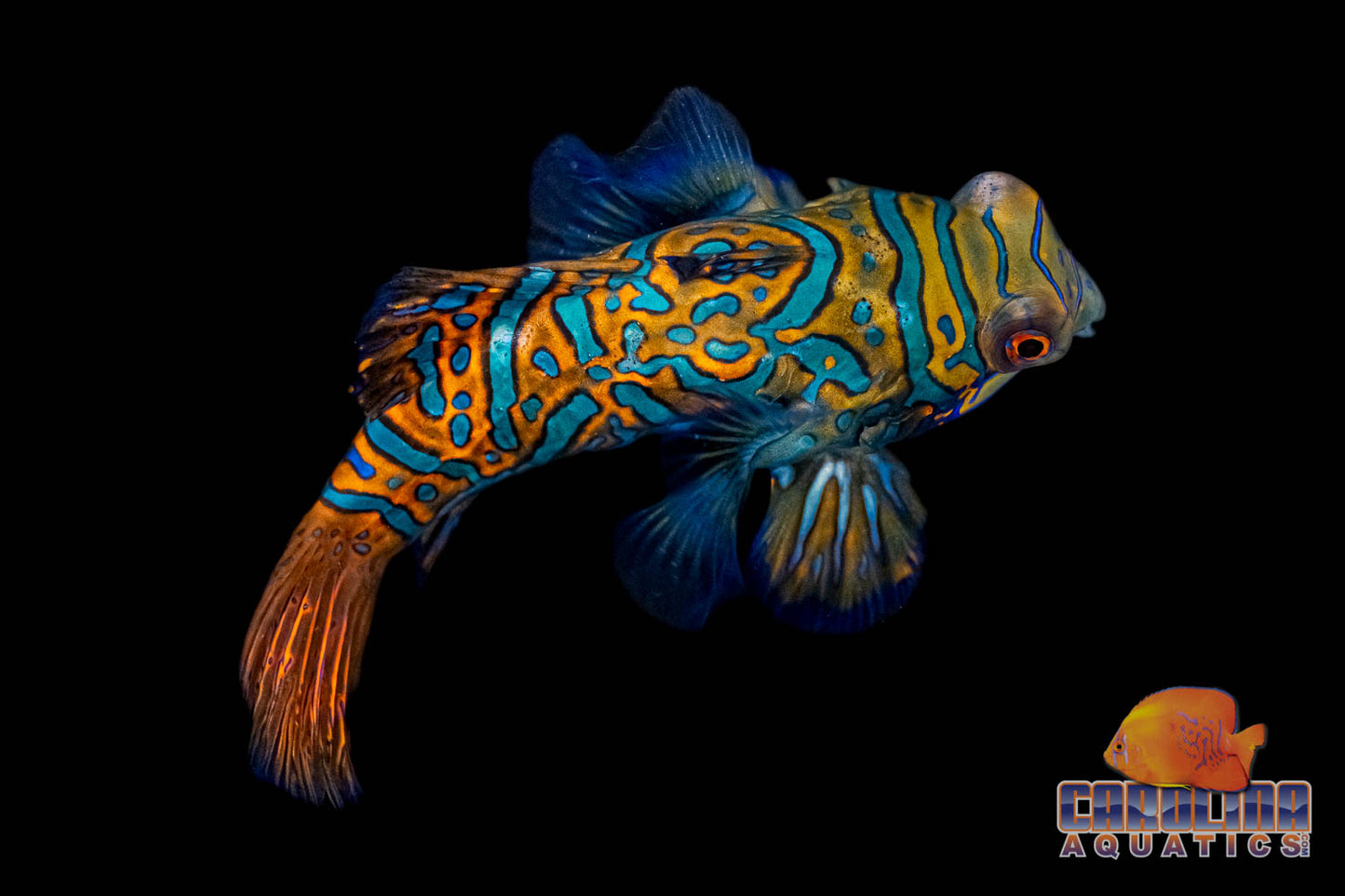 Goby - Mandarin Green Med