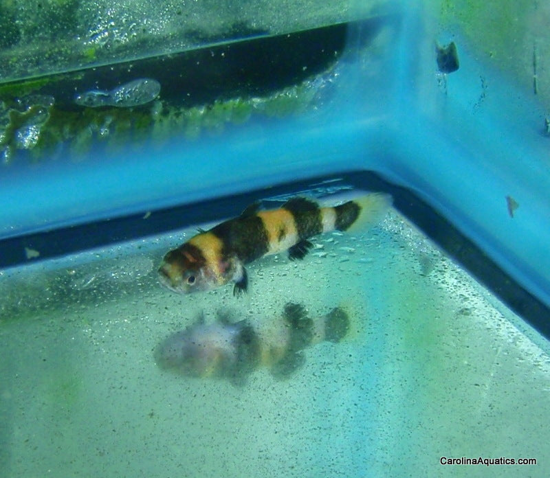 Misc - Goby Bumble Bee