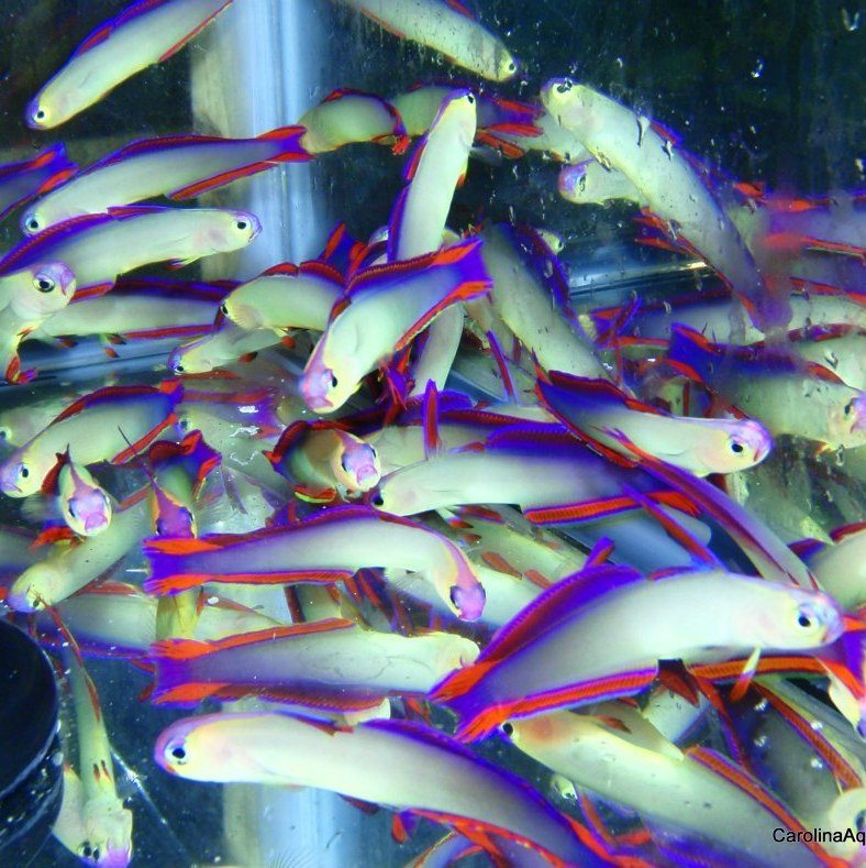 Goby - Firefish Purple