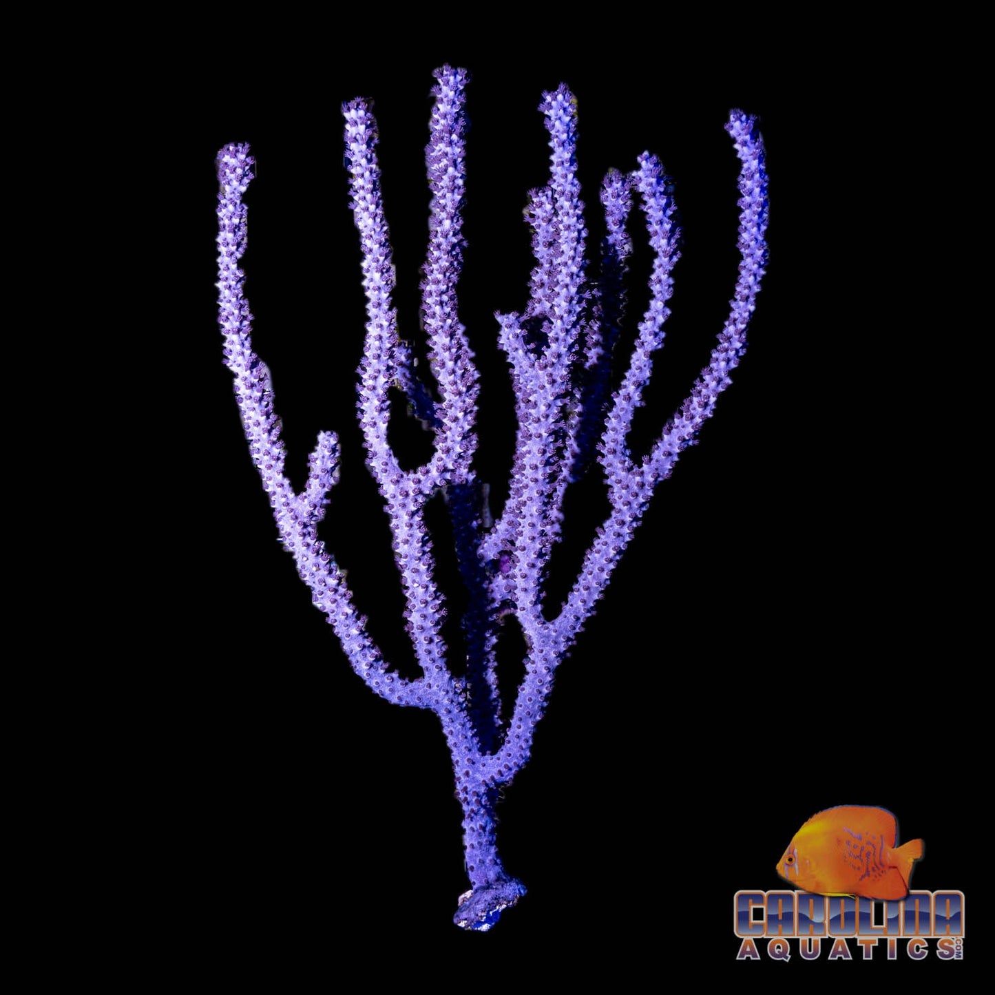 Gorgonian - Brown Knobby XL