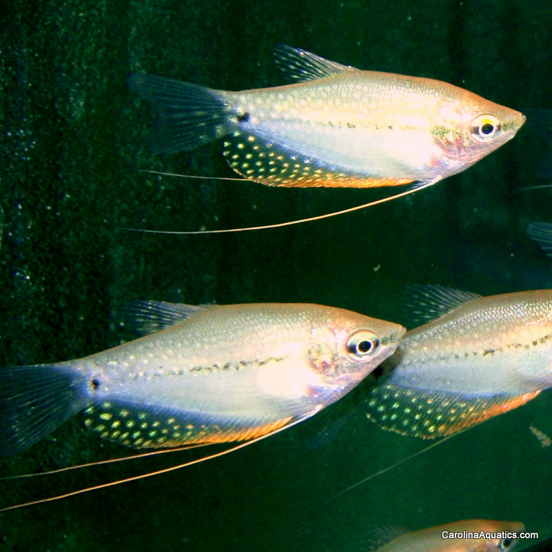 Gourami - Pearl Md/Lg