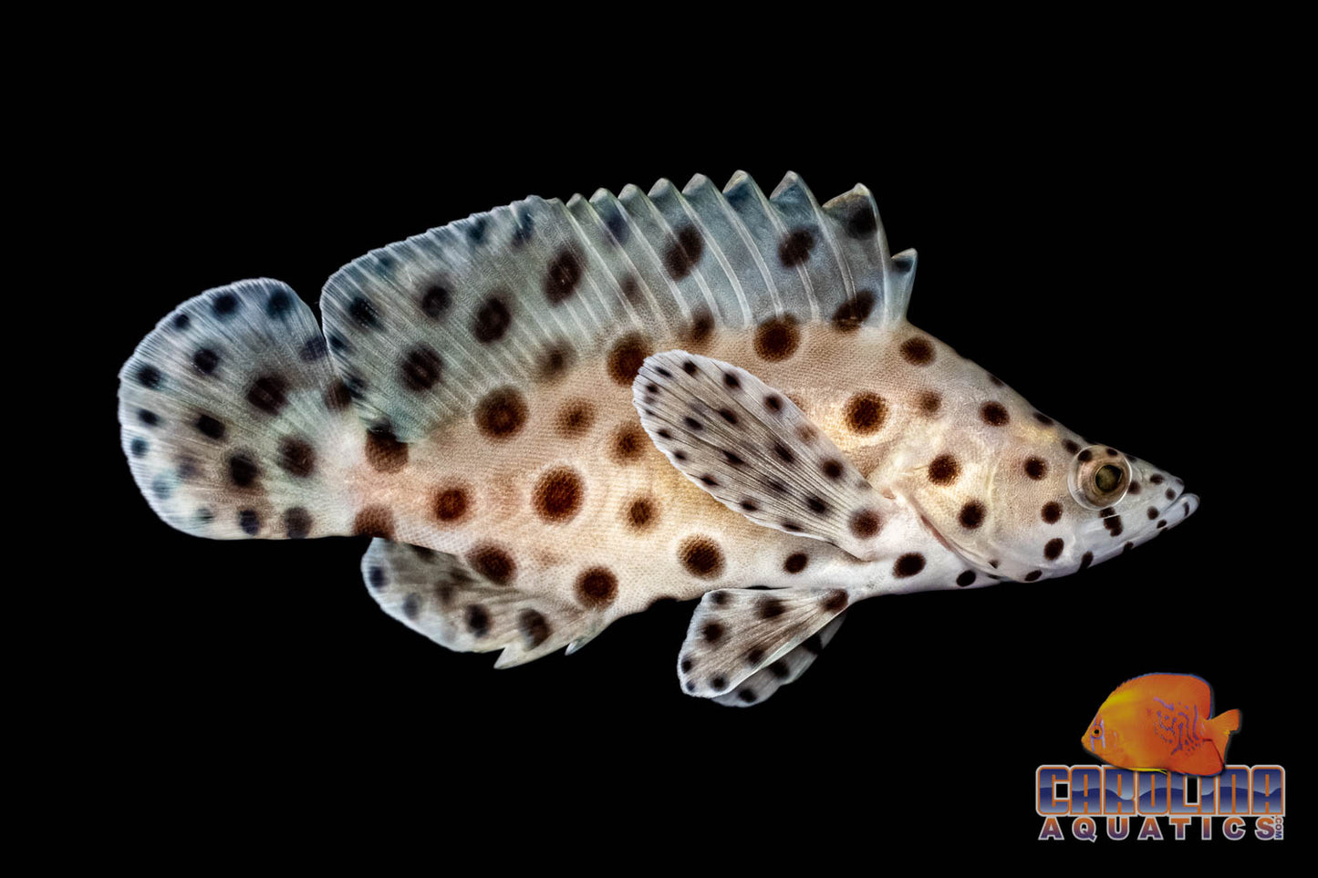 Grouper - Panther Lg